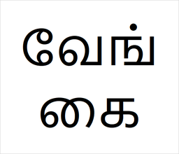 [வேங்கை] Vengai sapling