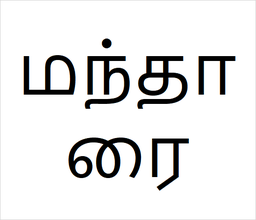 [மந்தாரை] Mandarai sapling