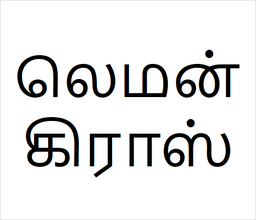 [லெமன்கிராஸ்] Lemon Grass sapling