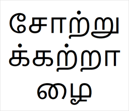 [சோற்றுக்கற்றாழை] Kattralai sapling