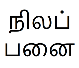 [நிலப்பனை] neela panai sapling